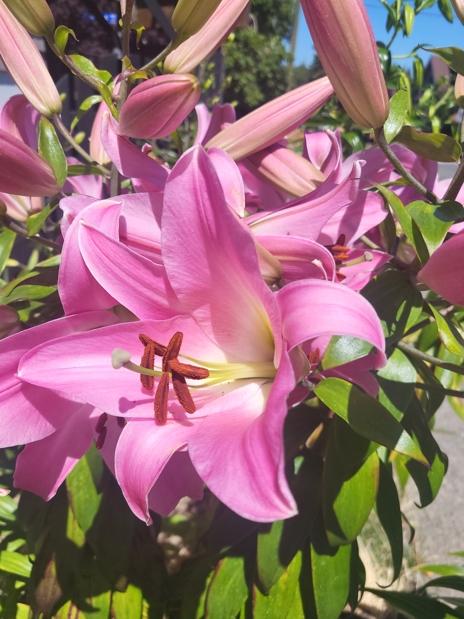Pink lily blooming in sunlight with vivid petals.